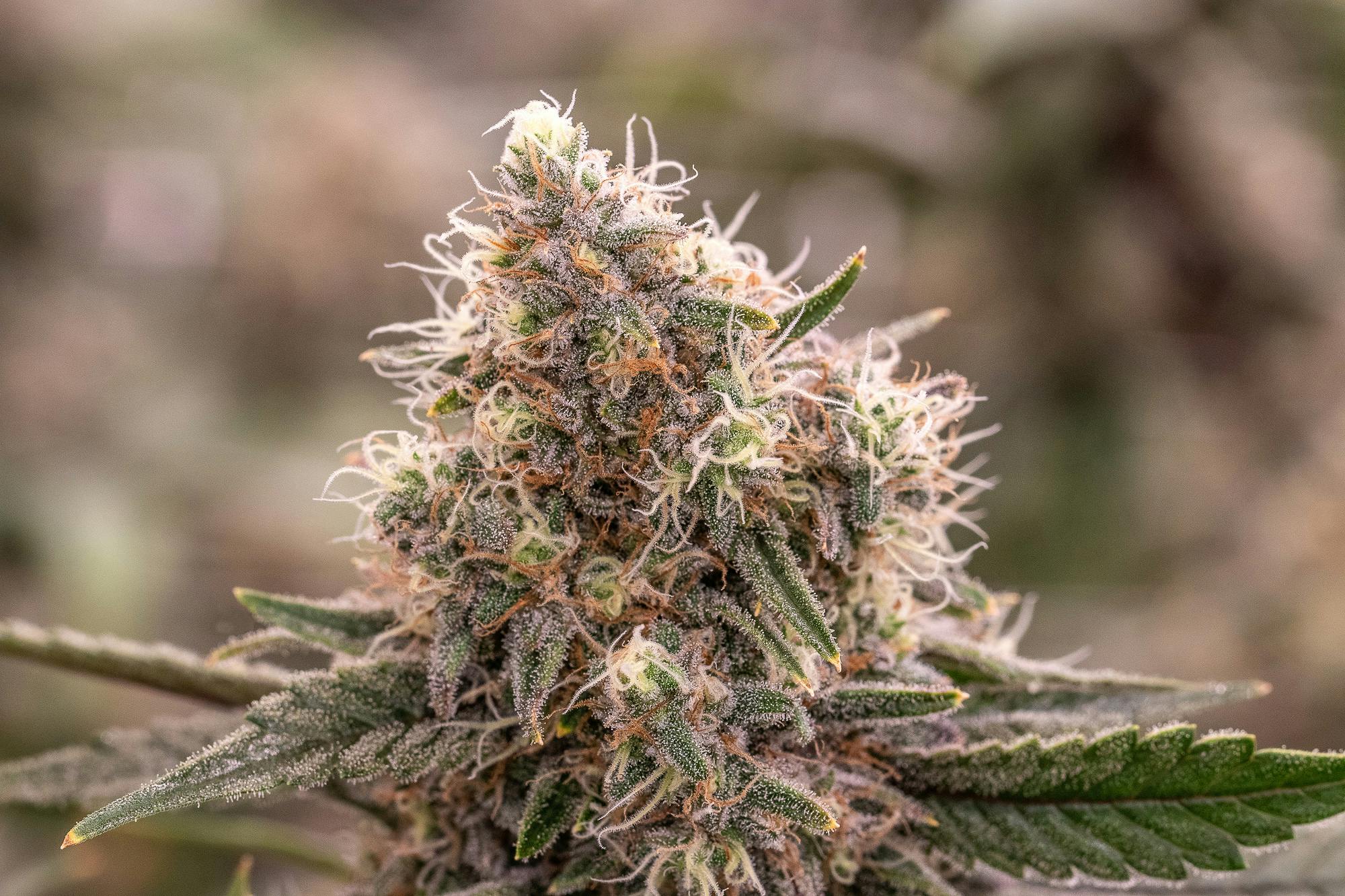 Meraki Gardens - Meraki Gardens | Meraki Mango | Flower - 1