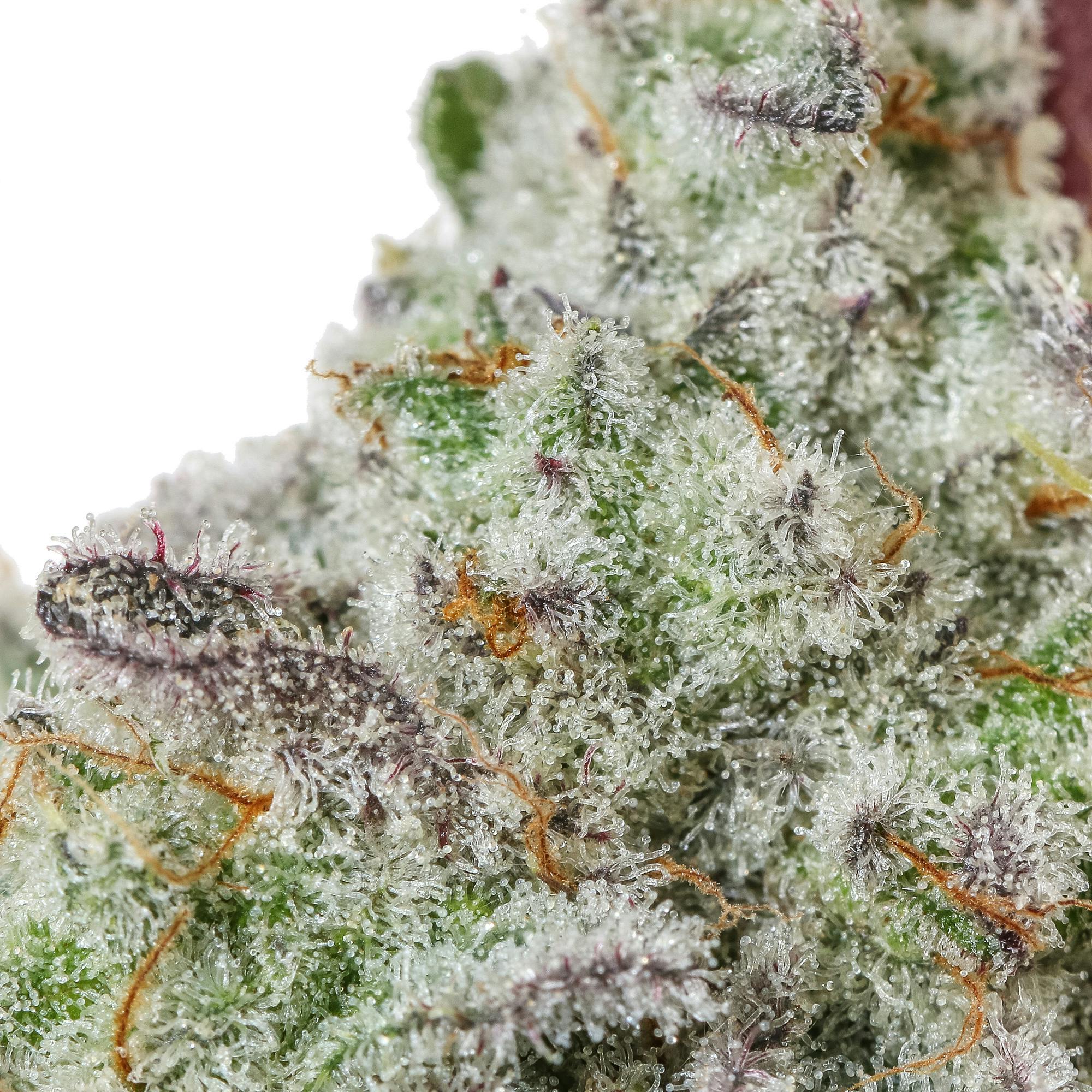 Meraki Gardens - Meraki Gardens | MAC | Flower - 1