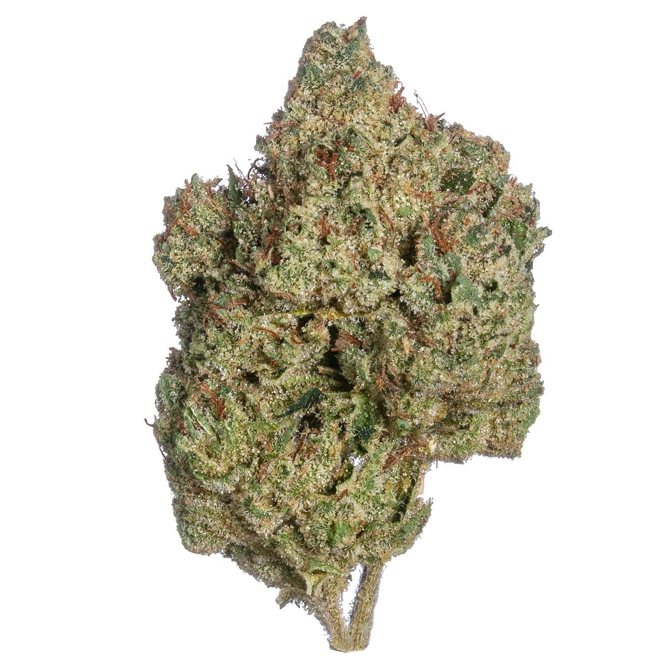 Meraki Gardens - Meraki Gardens | Motorbreath #15 | Flower - 1