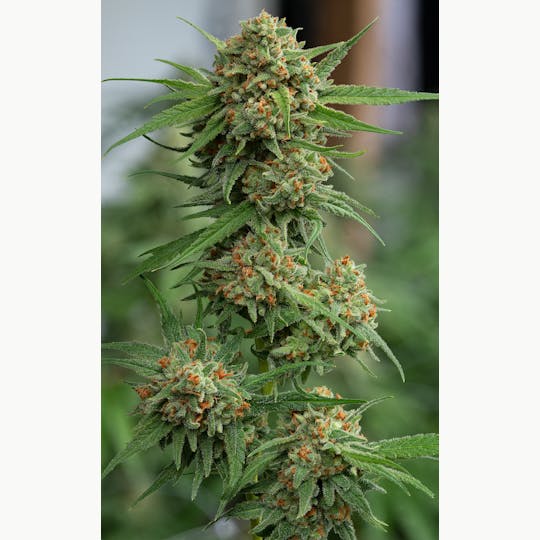 Cannassentials - Guava Chem - 1