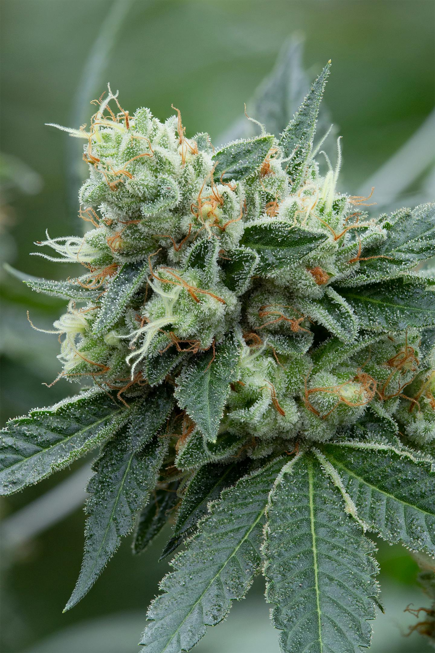 Cannassentials - Motorbreath - 1