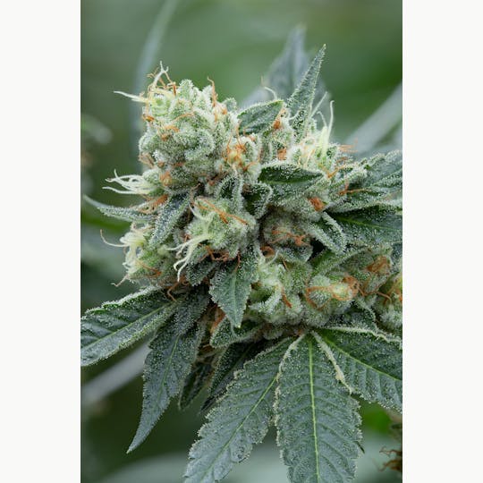 Cannassentials - Motorbreath - 1