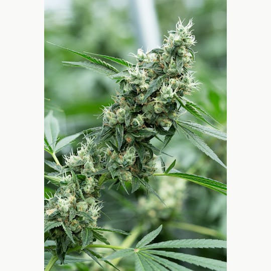 Cannassentials - Sour Diesel - 1