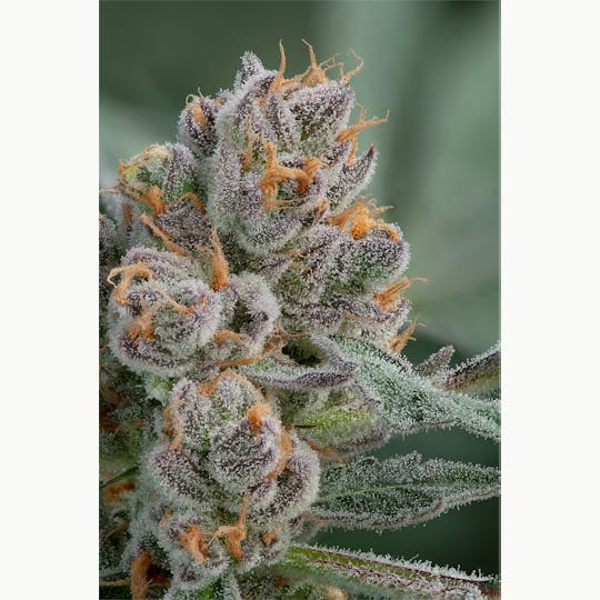 Cannassentials - Sundae Driver - 1