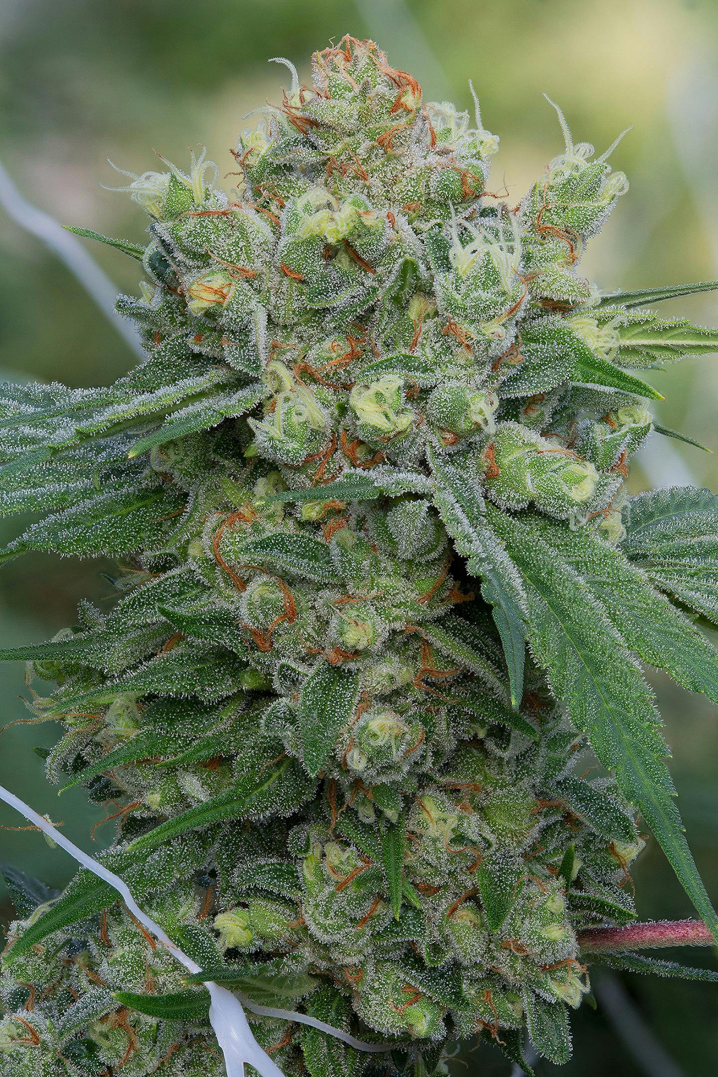 Cannassentials - Tangie and Cream - 1