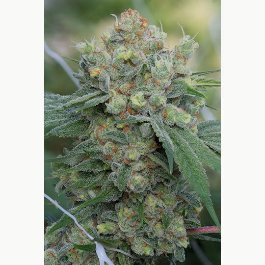 Cannassentials - Tangie and Cream - 1