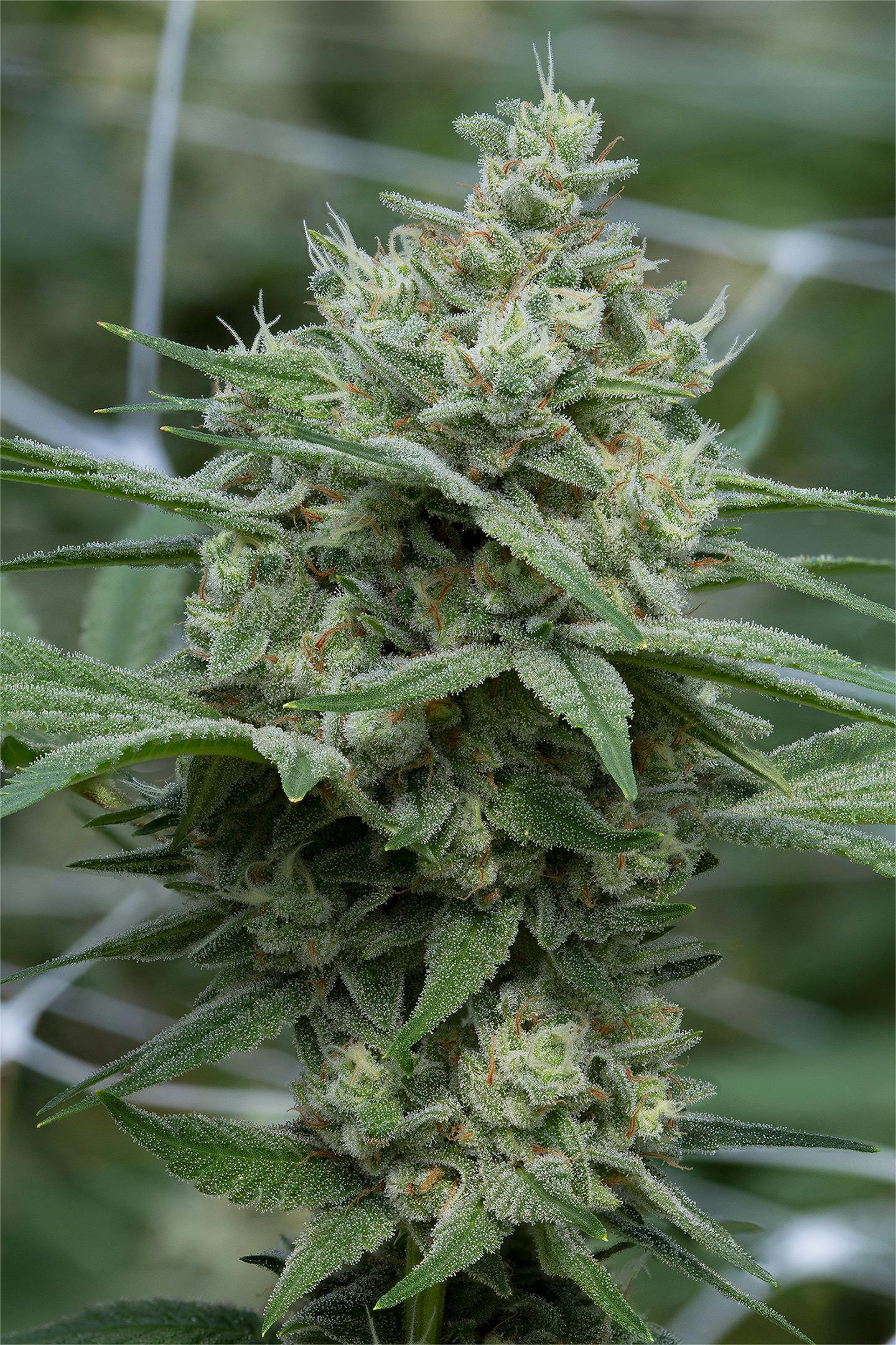 Cannassentials - Zsweet Inzanity - 1