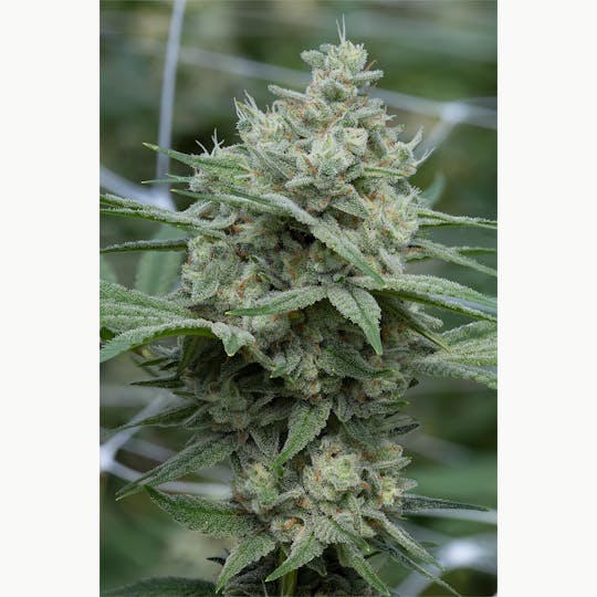 Cannassentials - Zsweet Inzanity - 1