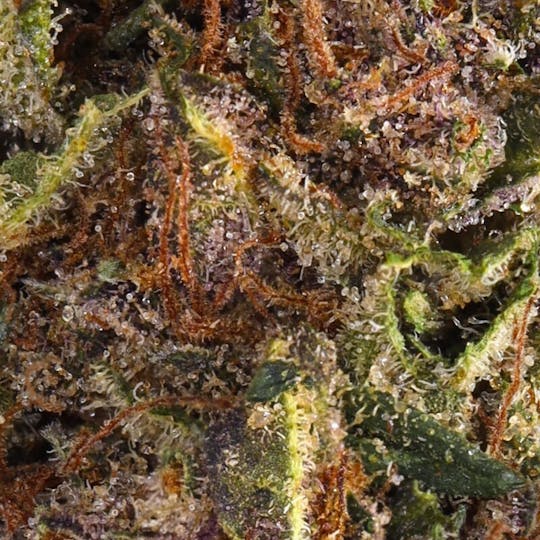 Hyperwolf - Tropicana Cherry - 1