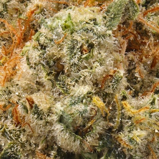Hyperwolf - Sour Diesel x Kush Mints 11 - 1