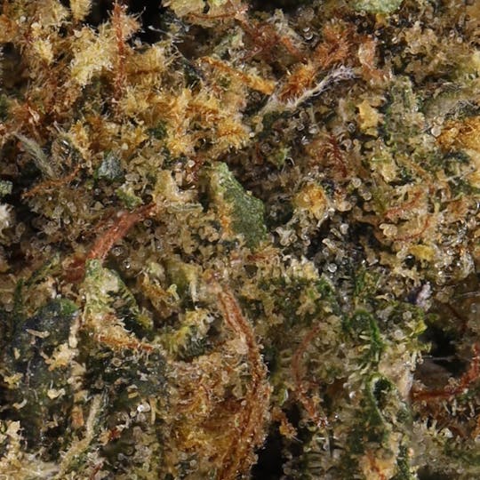 Hyperwolf - Lemonade X LPC #75 - 1
