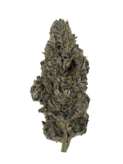 Indico - Truffle Lo-ha - 1