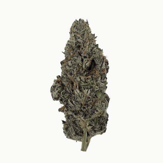 Indico - Truffle Lo-ha - 1