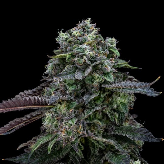 FloraCal Farms - Blulato FloraCal Indica Premium Flower (3.5g) - 1