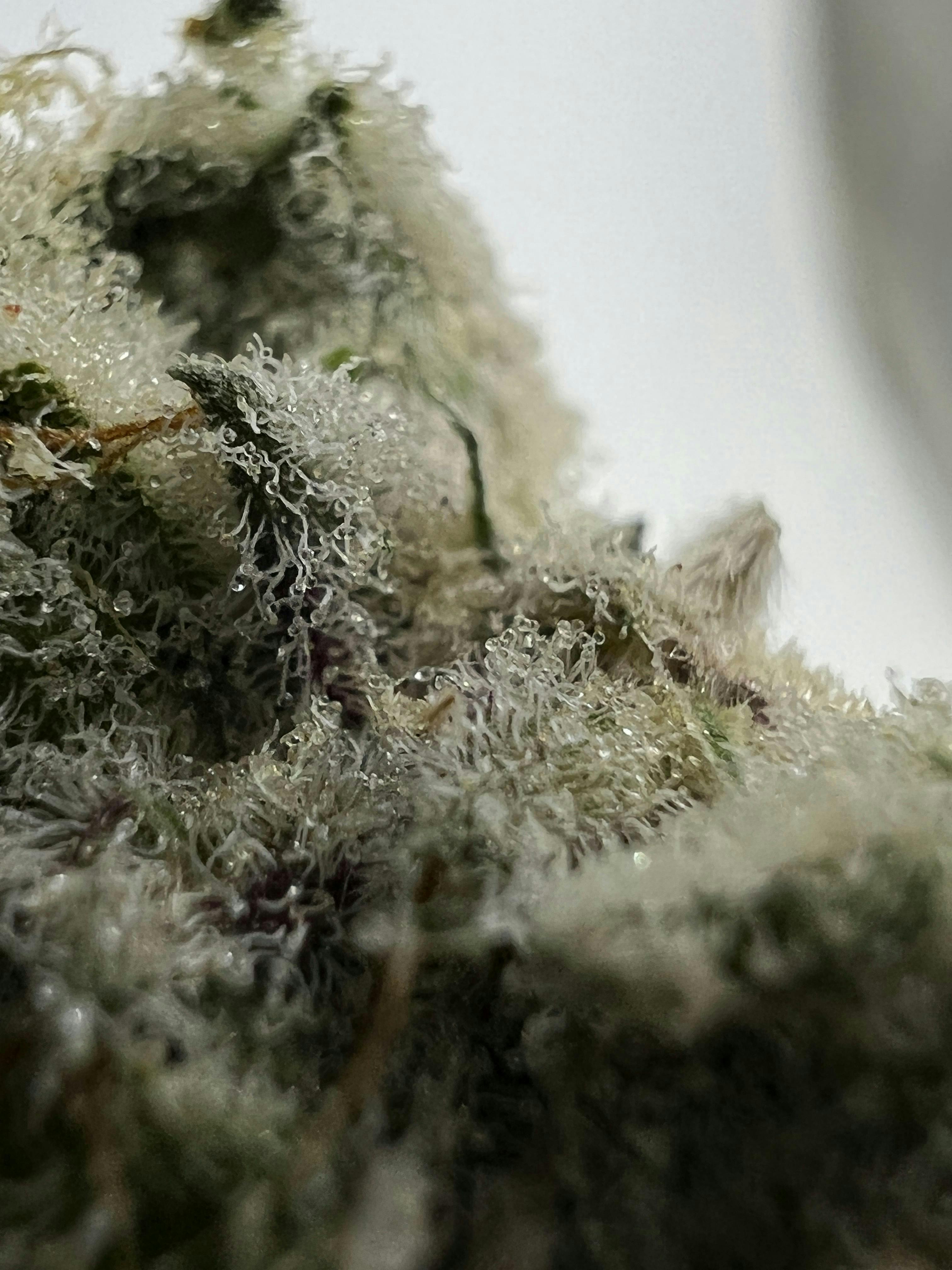 Indico - Banoreoz - 1