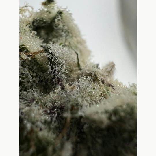 Indico - Banoreoz - 1