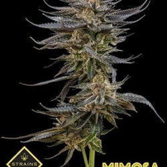 Strains - Mimosa 3.5g - 1