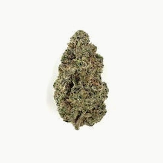 Indico - Jungle Sunset - 1