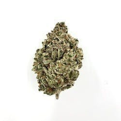 Indico - Orange Papaya - 1