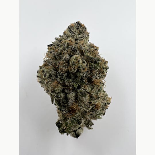 Lonely Bones - G12 - 1