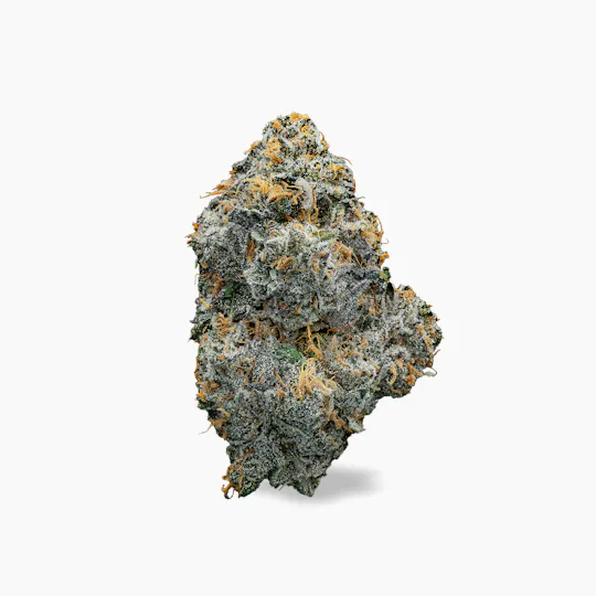 Society C - Society C | Gastro Pop | Joints | 1g - 1