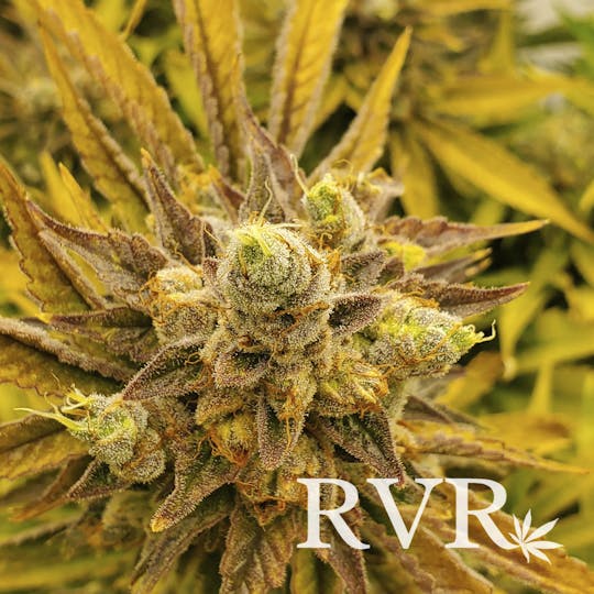 River Valley Relief - Banjo 3.5g - 1