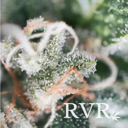River Valley Relief - Guava Hybrid Flower - 1