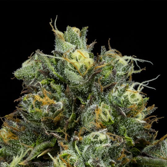 FloraCal Farms - Lemoncello FloraCal Sativa Premium Flower (3.5g) - 1