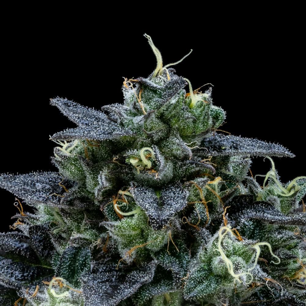 FloraCal Farms - Air Gelato #23 | Hybrid Flower [3.5g] - 1