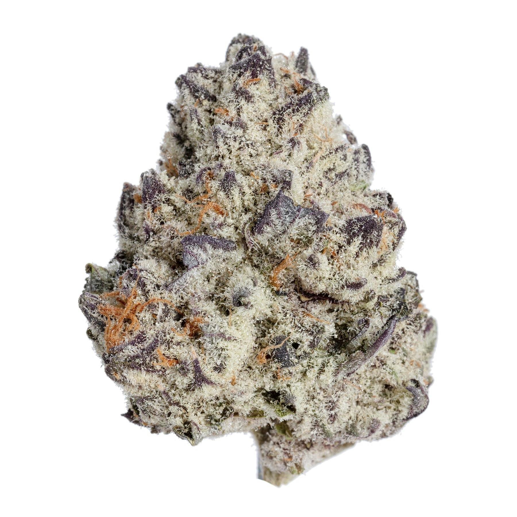 Meraki Gardens - Meraki Gardens | Purple Punchsicle | Flower - 1