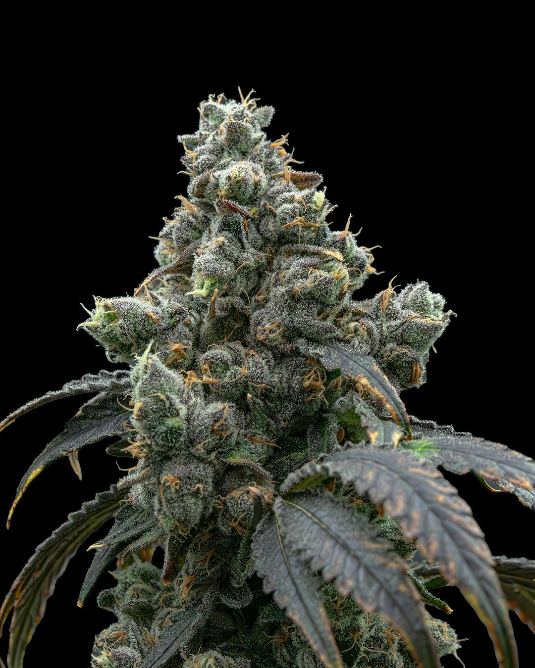 Society C - Society C | Spritzer | Big Buds | 3.5g - 1