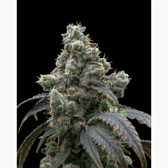 Society C - Society C | Spritzer | Big Buds | 3.5g - 1