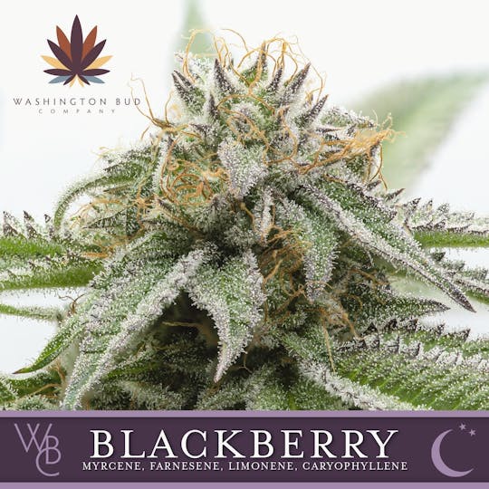 Washington Bud Company - Blackberry Kush - 1