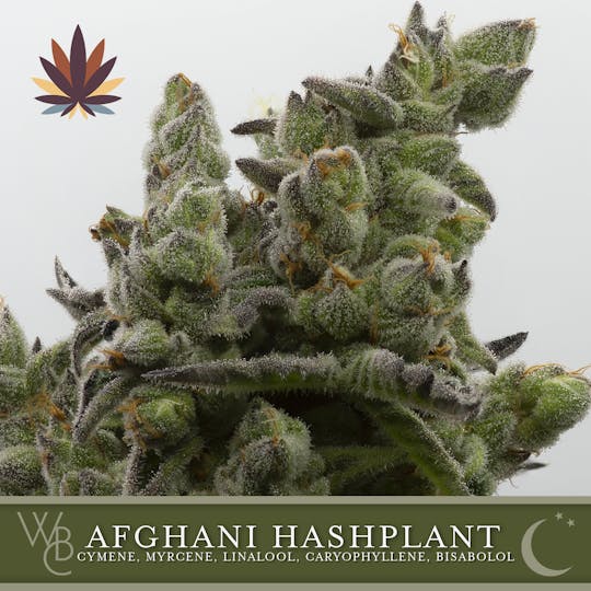 Washington Bud Company - Afghani Hash Plant - 1