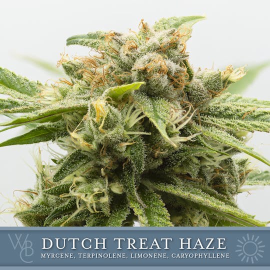 Washington Bud Company - Dutch Treat Haze - 1