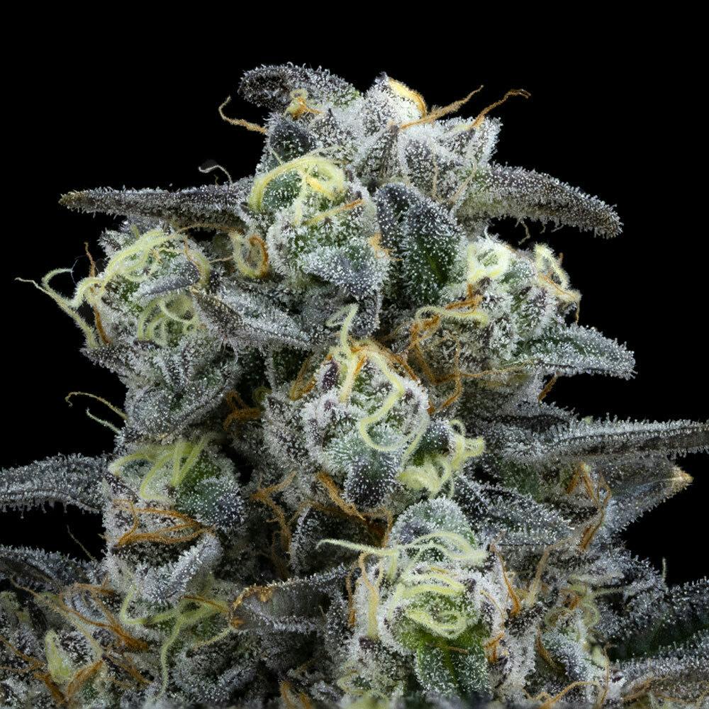 FloraCal Farms - Kush Mints | Indica Flower [3.5g] - 1