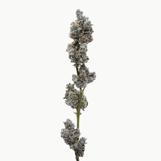 Method - Yuzu Sherbet — Popcorn - 1