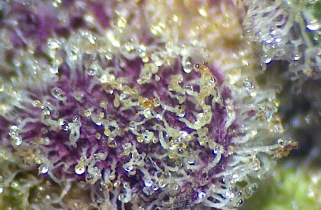 Harbor Country Cannabis - Animal Mints BX1 (Ounce Jar) - 1