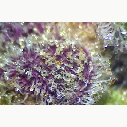 Harbor Country Cannabis - Animal Mints BX1 (Ounce Jar) - 1