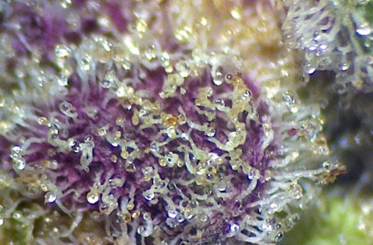 Harbor Country Cannabis - Animal Mints BX1 (1/8th Jar) - 1