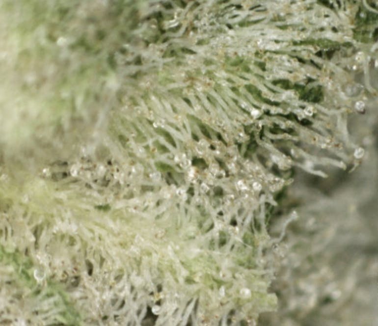 Harbor Country Cannabis - Fruit Flambé (1/8th Jar) - 1