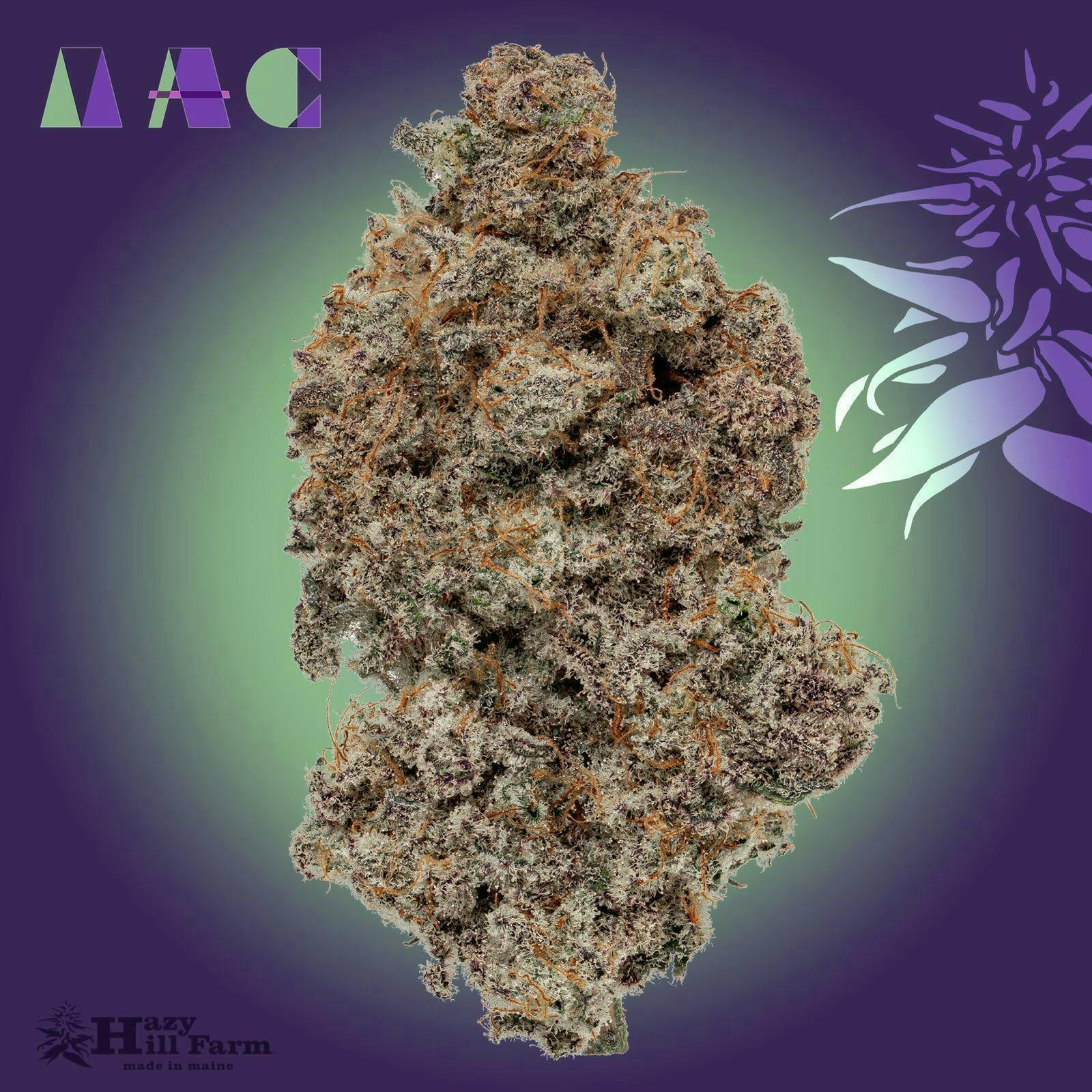 Hazy Hill Farm - MAC1 - Miracle Alien Cookies - 1
