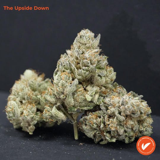 Vertical Cannabis - The Upside Down - 1