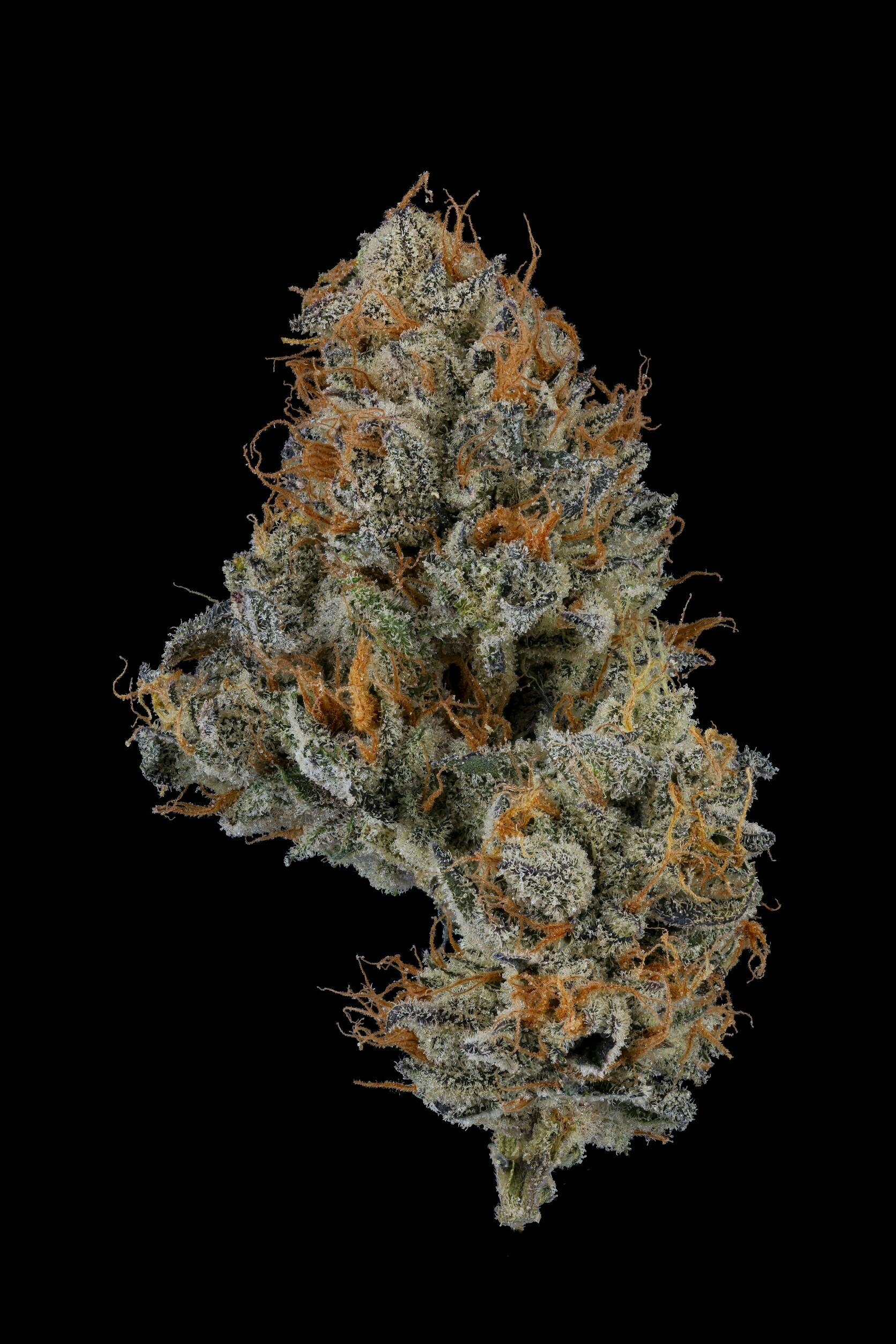 Clade9 - Orange Push Pop 1/8 - 1