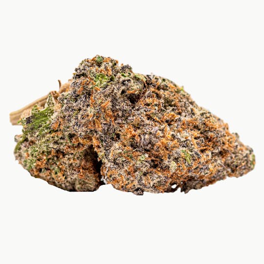 Coterie - Pheno #7 - 1