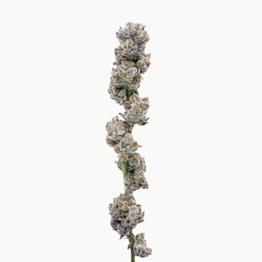 Method - Cookies & Cream - 1