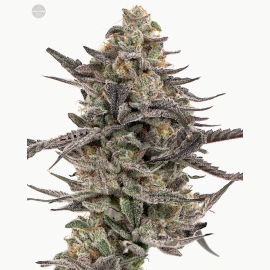 Kind Farms Reserve - Ice Cream Cake x Kush Mints - Kind Farms Reserve - 1