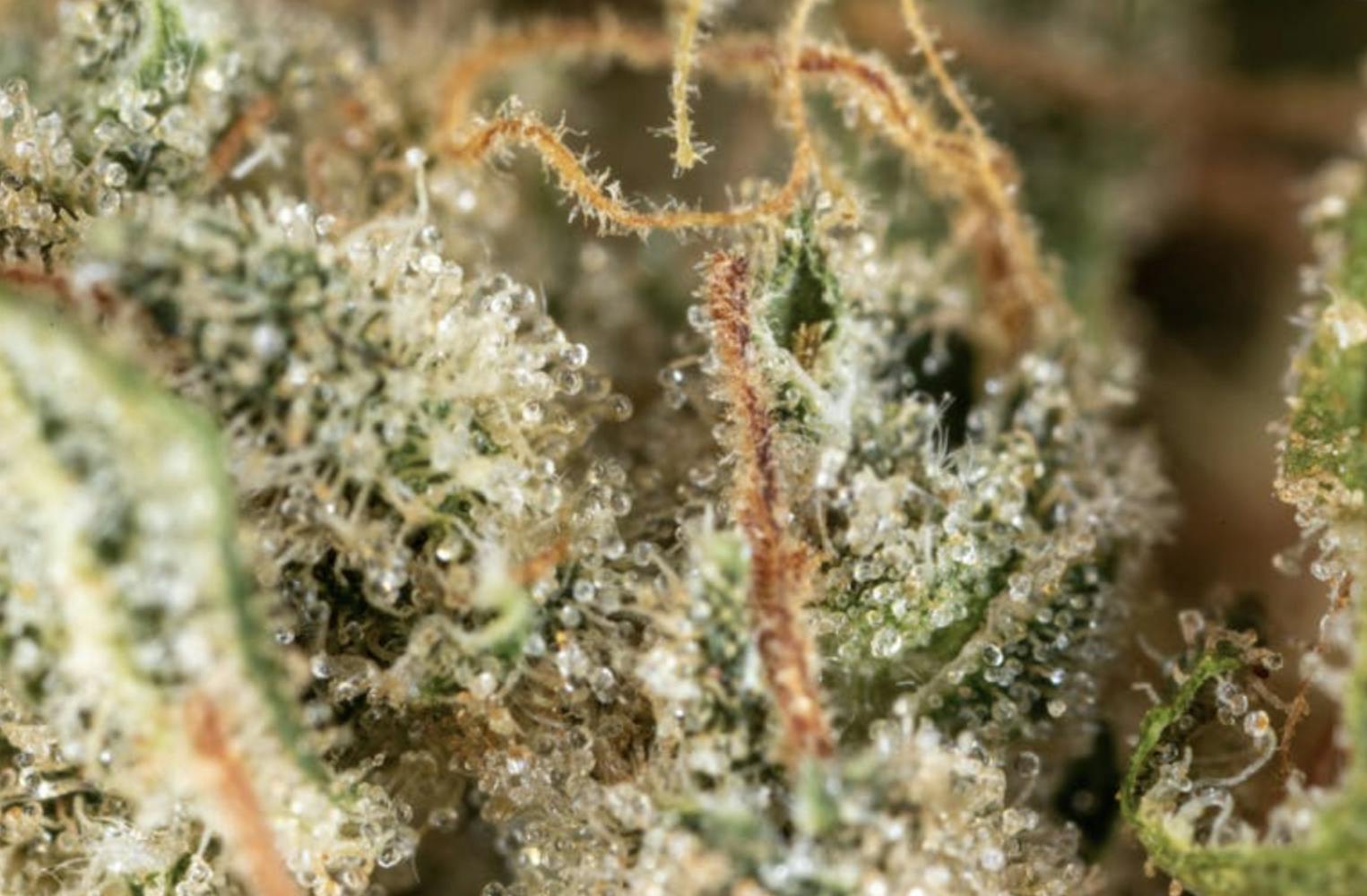 Harbor Country Cannabis - Jacky White (1/2 oz Jar) - 1