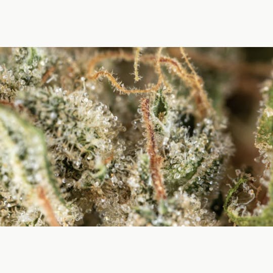 Harbor Country Cannabis - Jacky White (1/2 oz Jar) - 1