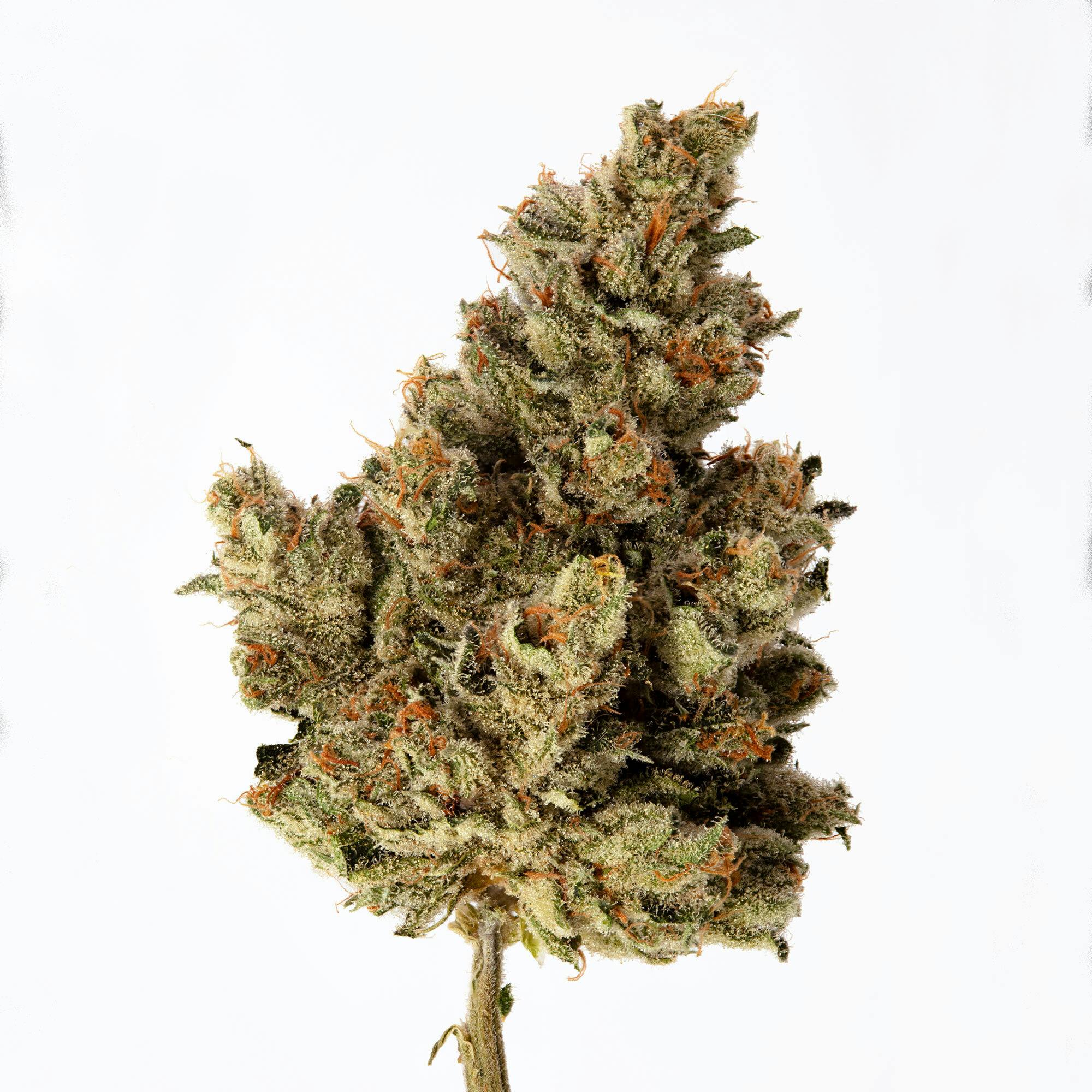 Cannassentials - Ice Cream Man - 1